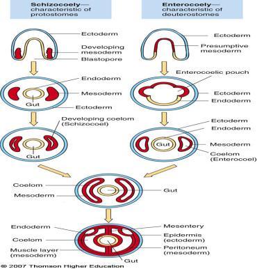 Coelom Formation Blastopore Opening from embryonic gut to outside In protostomes develops into the mouth In deuterostomes becomes the anus Cleavage Protostomes undergo