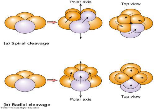 cells lie directly above or below one another Spiral and Radial Cleavage Protostomes Dueterostomes Cleavage Relationships Based on Structure (True tissues) Protostomes