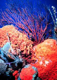 635 Mouth Class: Anthozoa (sea anemones + coral)