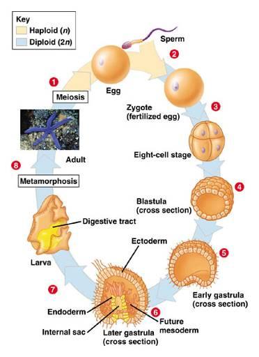 dominant Tissue differentiation Ectoderm