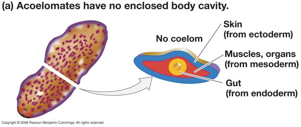 Acoelomic No Body Cavity 3 tissue types, addition of mesoderm No body