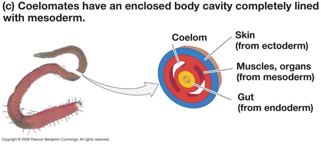 True Body Cavity True Coelom (Eucoelom) E.g.