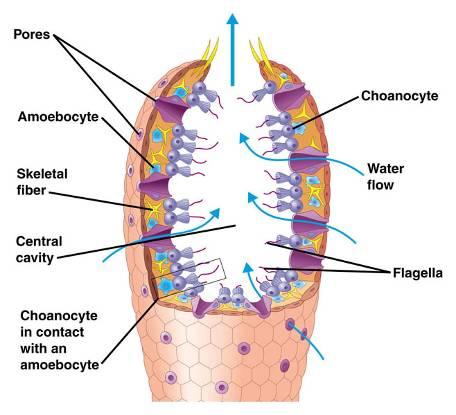 Porifera (Sponges) No symmetry No true tissues No nerves, no muscle, no body cavity, no