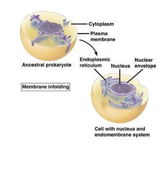 How did Endomembrane system develop from prokaryotes?