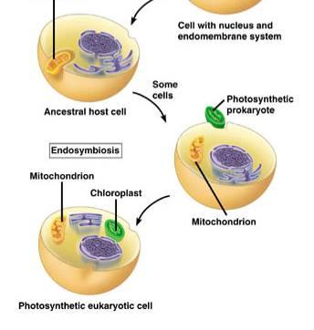 How did other organelles Cooperating Prokaryotes Endosymbionts Mitochondria Only organelles with: Their own genome