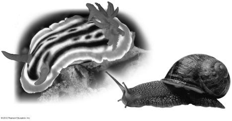 Figure 18.9C Figure 18.9D Eyes A scallop (about 10 cm in diameter) A sea slug (about 5 cm long) A land snail 18.