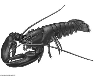 18.11 Arthropods are segmented animals with jointed appendages and an exoskeleton Figure 18.