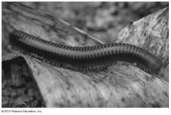 Millipedes and centipedes are identified by the number of jointed legs per body segment.
