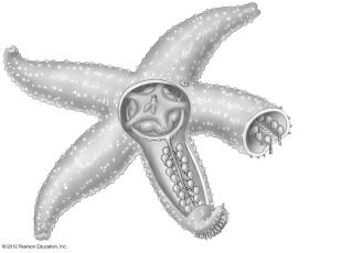 Echinoderms (phylum Echinodermata) are a diverse group including sea stars, sand dollars, and