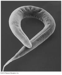 Free-living flatworms (planarians) have heads with light-sensitive eyespots, flaps to detect chemicals, dense clusters of nerve cells that form a simple brain and a pair of nerve cords that runs the