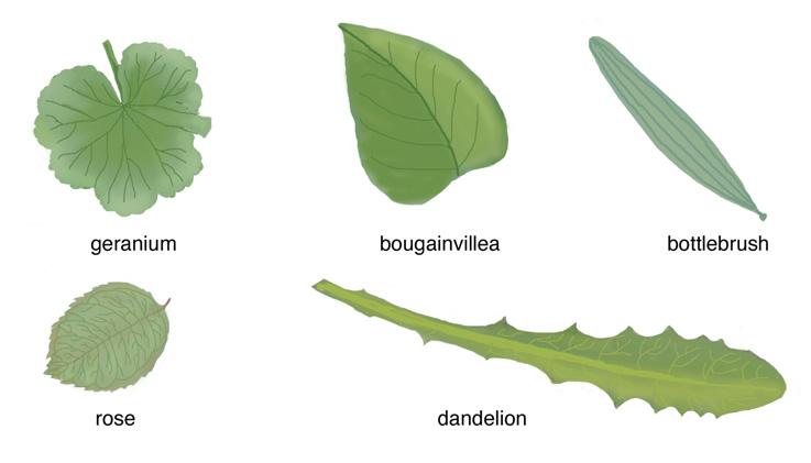 Five leaves from different plants You can see that leaves can have a variety of shapes. Here are some common vein patterns in leaves.