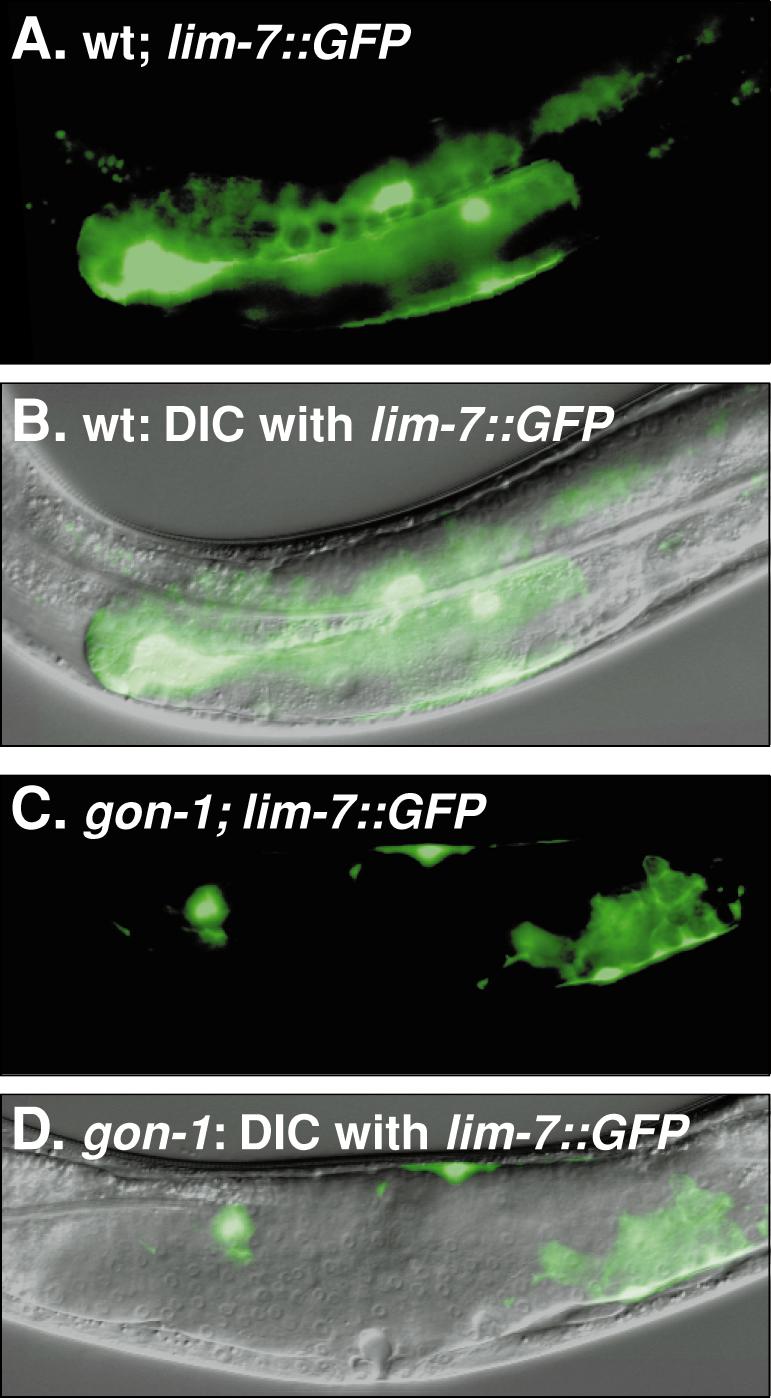 lim-7 GFP is expressed in a sheet that surrounds the germline and extends along the gonad arm. (C, D) gon-1(q518). lim-7 GFP is expressed in irregular patches within the disorganized gonadal mass.