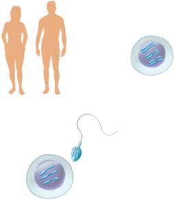 Haploid and diploid cells In order to maintain the same chromosome number from generation to generation, an organism produces gametes, which are sex cells that have half the number of chromosomes.