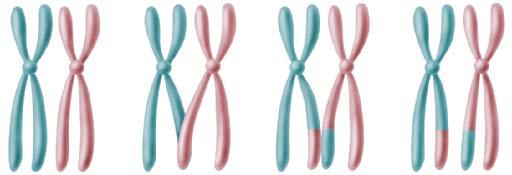 A pair of homologous chromosomes Centromere Sister chromatids Figure 10.3 The homologous chromosomes are physically bound together during synapsis in prophase I. Figure 10.4 The results of crossing over are new combinations of genes.