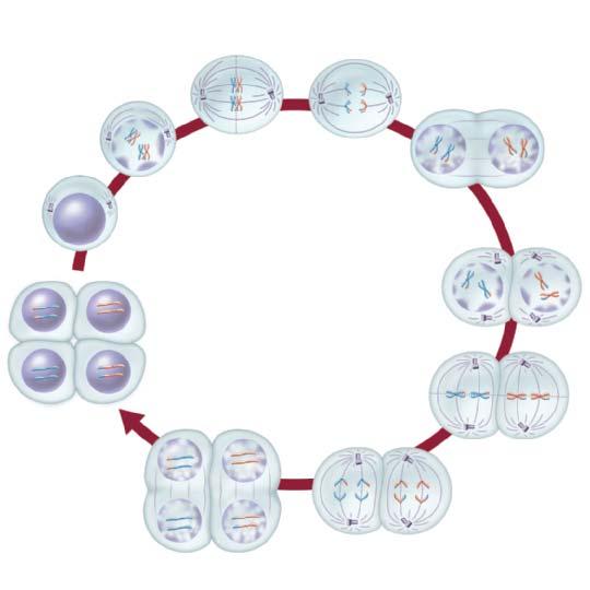 Visualizing Meiosis Figure 10.5 Follow along the stages of meiosis I and meiosis II, beginning with interphase at the left.