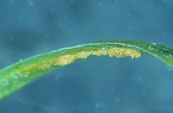 Larch needle rust (Melampsora spp.
