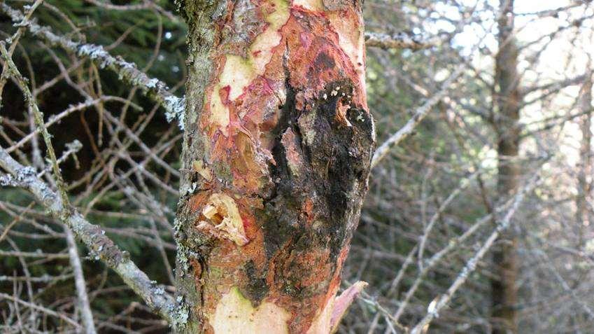 Larch canker