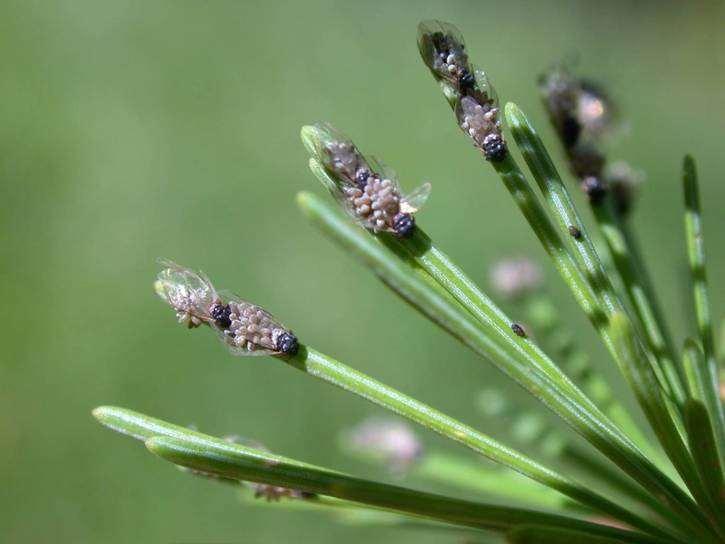 Females of the Larch aphid