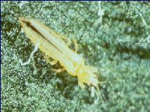Thrips, Frankliniella occidentalis Plant Damage * Direct: feeding injury to leaves and flowers.
