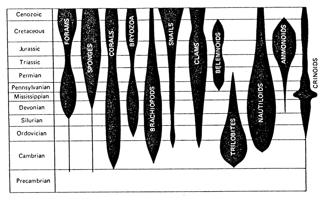 Representative sketches of common groups of invertebrates: (a) trilobite, (b) brachiopod, (c) pelecypod (clam), (d) nautiloid, (e) belemnoid, (f) ammonoid, (g) gastropod (snail), (h) bryozoan,
