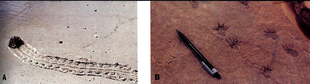 D. Trace Fossils 1. Description: Indirect evidence of plant and animal life a.