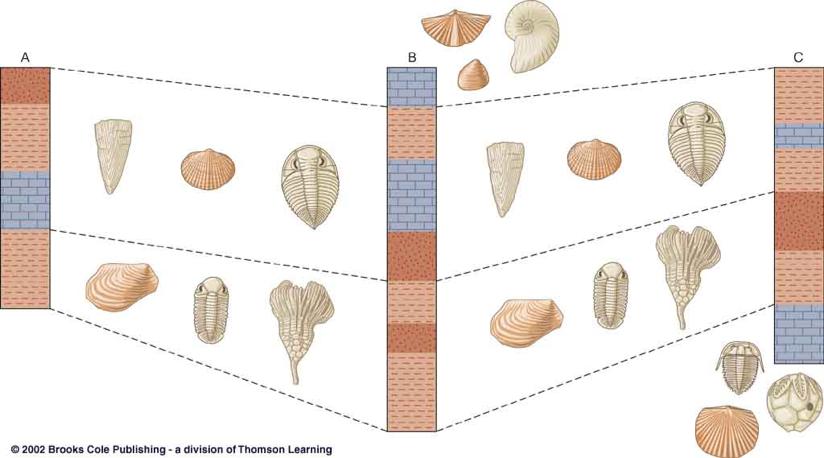 (Fossils can be used to identify strata of the same age in different areas) Unconformities Unconformities: surfaces of nondeposition or erosion representing missing time in the rock record (hiatus)