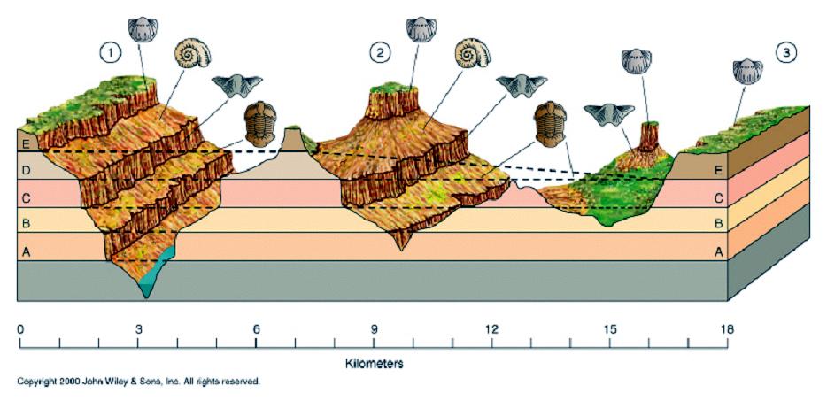 5. Principle of Fossil Succession Fossils in lower layers are older than those in overlying layers.