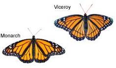 3. How might associative learning help explain why the Viceroy butterfly so closely resembles the Monarch butterfly? 4.