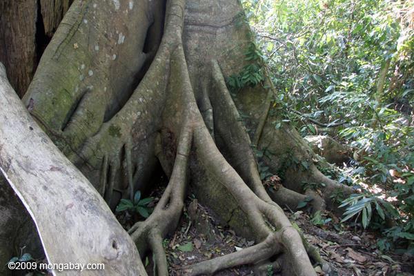 Tropical Rain Forests Climax vegetation: tall evergreen broadleaf trees with: Buttress roots (also called stilt or prop roots) Location: South America, Africa, Australia and Southeast Asia and is
