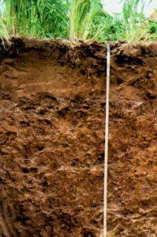 2) Chernozem These are soils which: tend to be the best for