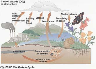 Nutrient Cycles Nutrients are elements and small molecules that form the chemical building blocks of life. Macronutrients are required by organisms in large quantities.
