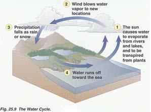 Nutrient Cycles The Water Cycle