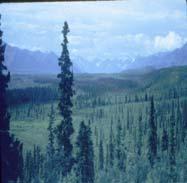 World Biomes Boreal Forest (Taiga) - Conifers (cone-bearing) trees - The Northern
