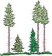Temperate Forests have three layers: