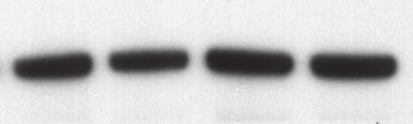 11 α-nfκb p65 (a) Expression plasmids encoding the indicated ZFN