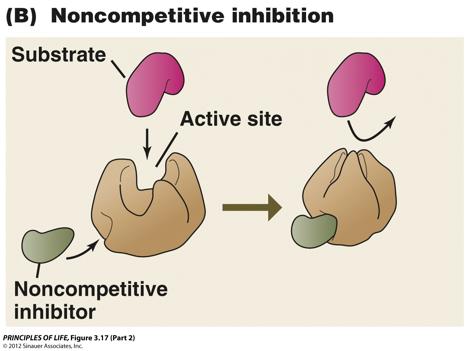Non-Competitive Inhibitor Inhibitor binds to site other than