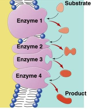 Metabolic pathways A B C D E F G enzyme 1 enzyme 2 enzyme enzyme enzyme 3 4 Chemical reactions of life are organized