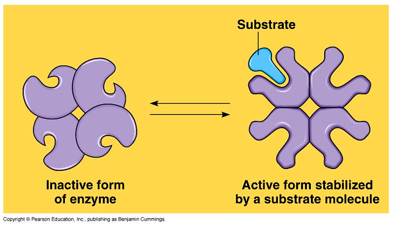 Cooperativity Substrate acts as an activator - substrate causes conformational change in enzyme (induced fit) - favors binding of substrate at 2 nd site