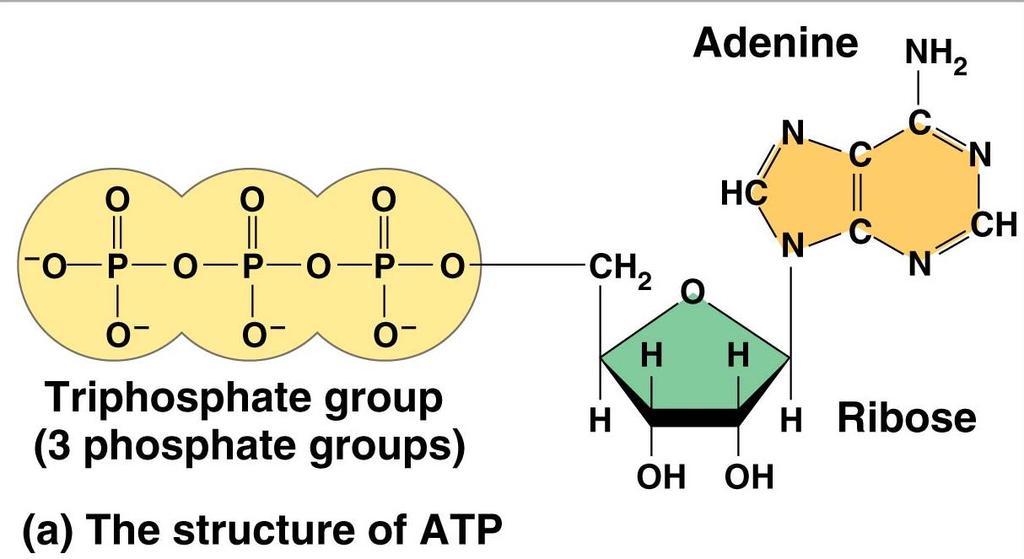 ATP pwers cellular wrk by cupling exergnic reactins t endergnic reactins 8.