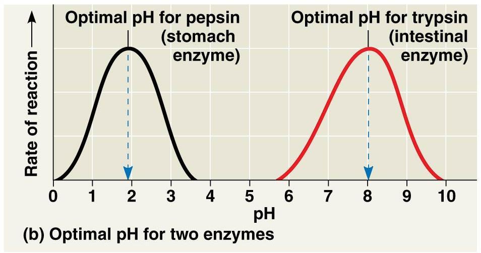 Enzymes speed up metablic reactins by lwering energy barriers 8.
