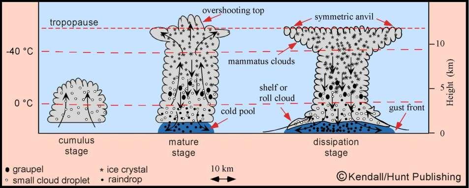 A cumulus cloud can evolve from the