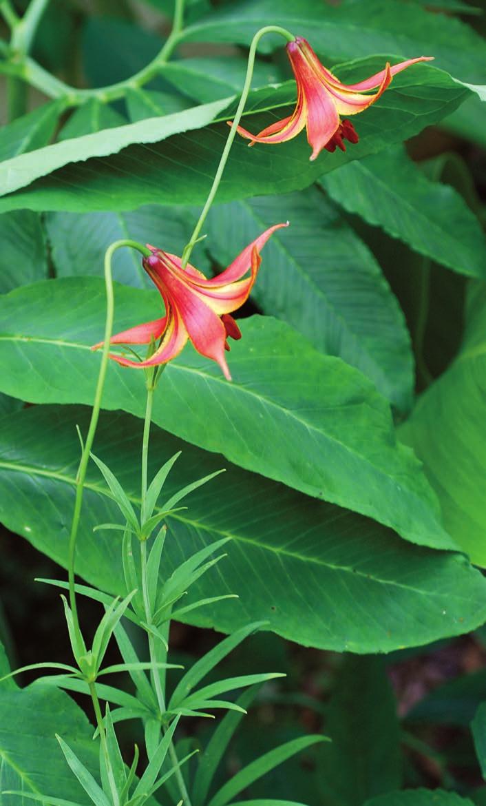 Red Canada Lily ( Lilium canadense var.