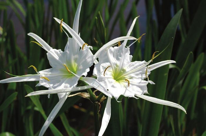 Genus Hymenocallis Salisbury, The Spider Lilies Although various other lilies may be referred to as s p i d e r l i l - ies, Hymenocallis members are all typically labeled by that common name.