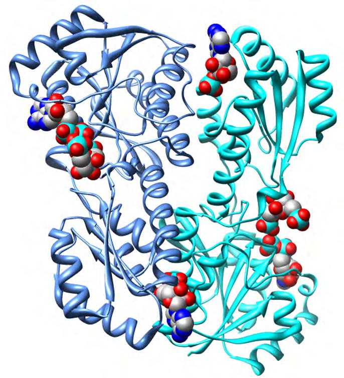 Crystal structure of PFK R-state (ADP bound) A effector