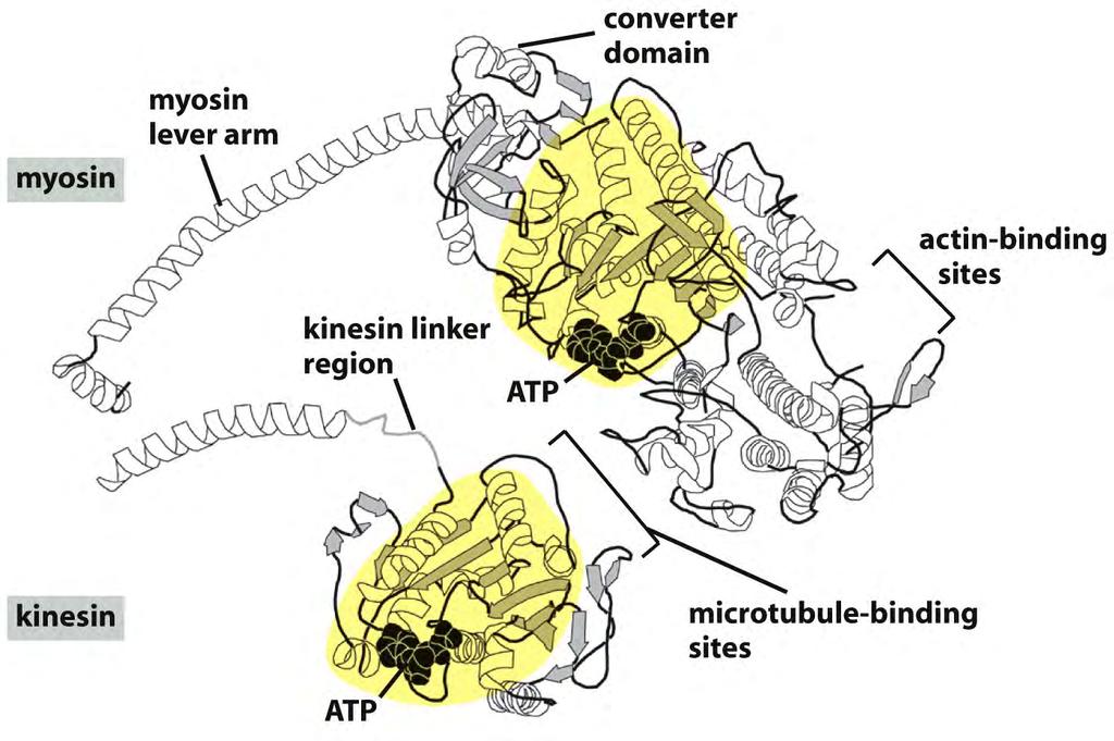Motor proteins convert the energy of