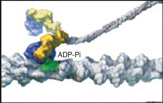 ATP binding tight actin