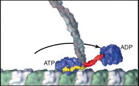 Kinesin: A Processive Step Motor ADP-ATP exchange (fast) P i & MT release (slow) ATP