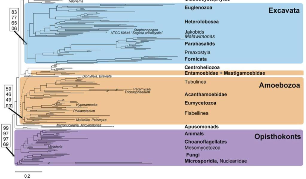 The eukaryotic tree of life Parfrey et al (2010) Syst. Biol. 59:518 fasta.bioch.virginia.edu/biol4230 31 The eukaryotic tree of life FIGURE 1.