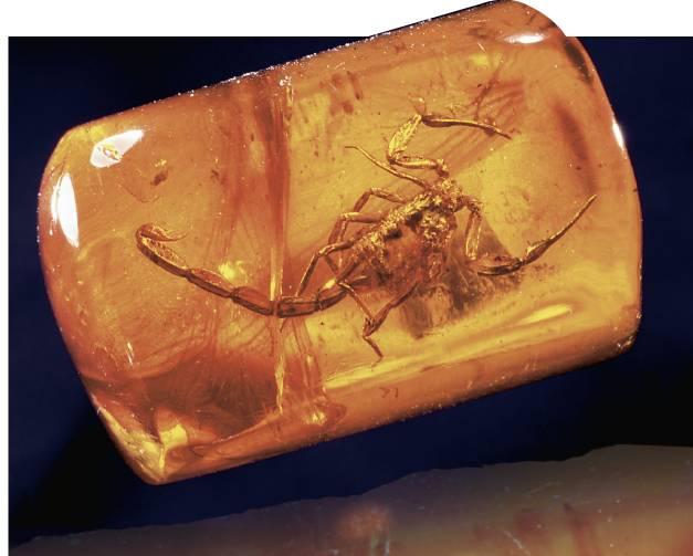 Fossils and Ancient Life Hynerpeton bassetti (early tetrapod) Define paleontology.