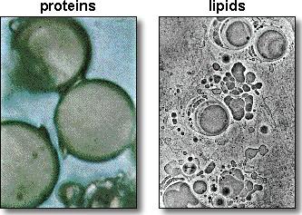 ~200my After Liquid H2O (3.6 bya) Membrane? Define proteinoid microsphere. Define liposome. Describe how these form.